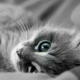 Charlene Martin Photo 5 Charlene Martin Photo 5