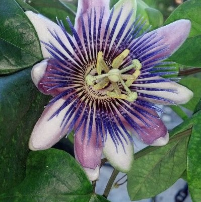 Susan Gunn Photo 33