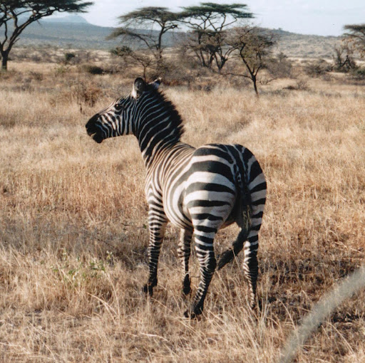 Martin Jaeger Photo 13 Martin Jaeger Photo 13