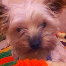 Sarah Greenwood Photo 15