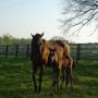 Connie Mann Photo 20