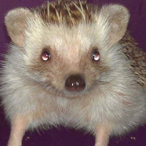 Jennifer Hollifield Photo 5