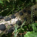 Alfred Black Photo 9