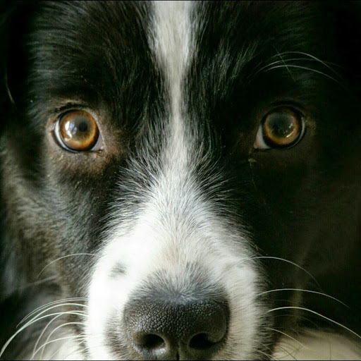 Sharon Shafer Photo 6