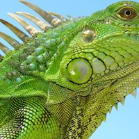 Edwin Roman Photo 25