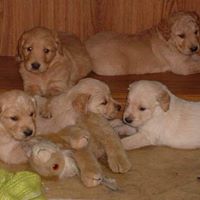 Tracey Carpenter Photo 16