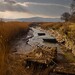 Ellen Reed Photo 6