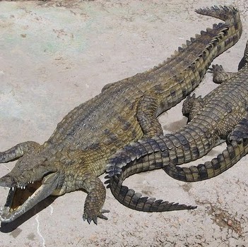 Aimee Gilbert Photo 33