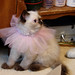 Sally Ray Photo 11