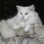 Samuel Montanez Photo 8