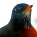 Robin Ballard Photo 31