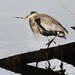 Geron Bird Photo 7