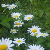 Greta Matthews Photo 3