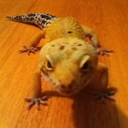 Alfred Wilkinson Photo 18