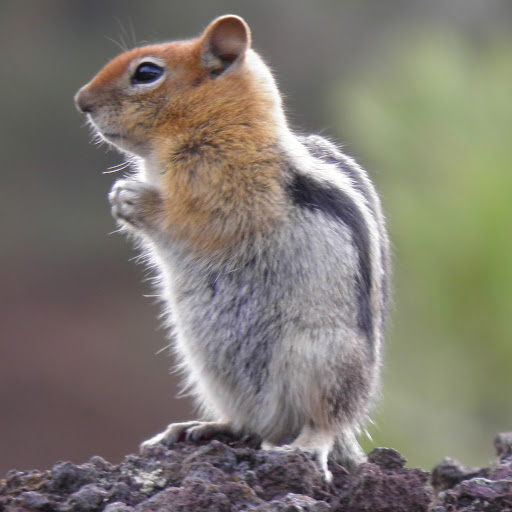 Janice Helms Photo 27