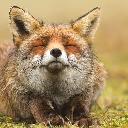 Abdulrahman Mohamed Photo 18