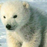 Marcia Mclean Photo 12