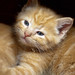 Leon Hart Photo 6