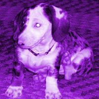 Julie Clephane Photo 1