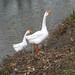 Lisa Goad Photo 27