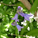 Deborah Woodruff Photo 12