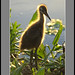Barry Marsh Photo 15