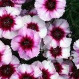 Mary Mccombs Photo 10