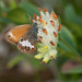 Steven Heath Photo 31