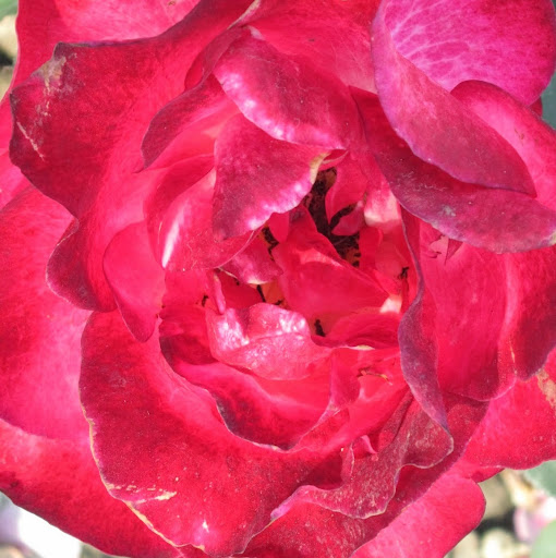 Ricky Davidson Photo 9