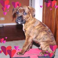 Debbie Mckane Photo 1