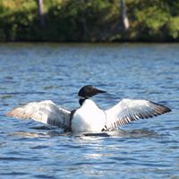 Laurie Peterson Photo 23