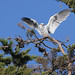 Barbara Wing Photo 6