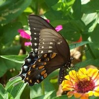 Marlene Cross Photo 7