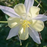 Phyllis Campbell Photo 10