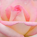 Rose Flowers Photo 23
