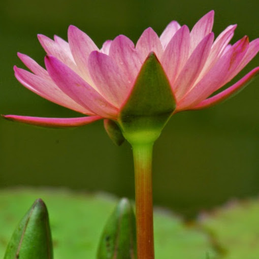 Susan Fabian Photo 7