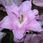 Theresa Forest Photo 1