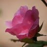 Annette Riggs Photo 24