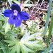 Violet Howell Photo 15