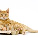 Ginger Witte Photo 11