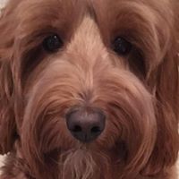 Michael Henrichs Photo 26