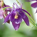 Sharon Parker Photo 36