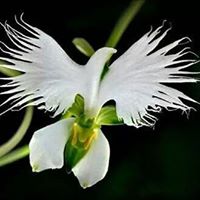 Angelia Alexander Photo 3