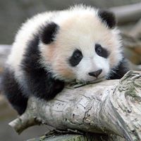 Li Jiang Photo 15