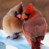 Linda Nicholas Photo 17