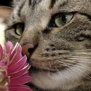 Janice Moss Photo 29