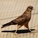 Concepcion Falcon Photo 1