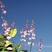 Jack Bean Photo 31