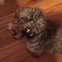 Stacey Cline Photo 14