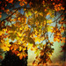 Stephen Rainer Photo 10